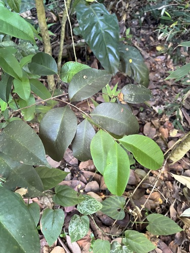 Eugenia pseudopsidium (Eugenia pseudopsidium)