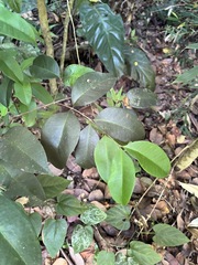 Eugenia pseudopsidium, photograph (c) harrier, some rights reserved (CC BY)