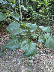 Thespesia grandiflora, photograph (c) harrier, some rights reserved (CC BY)
