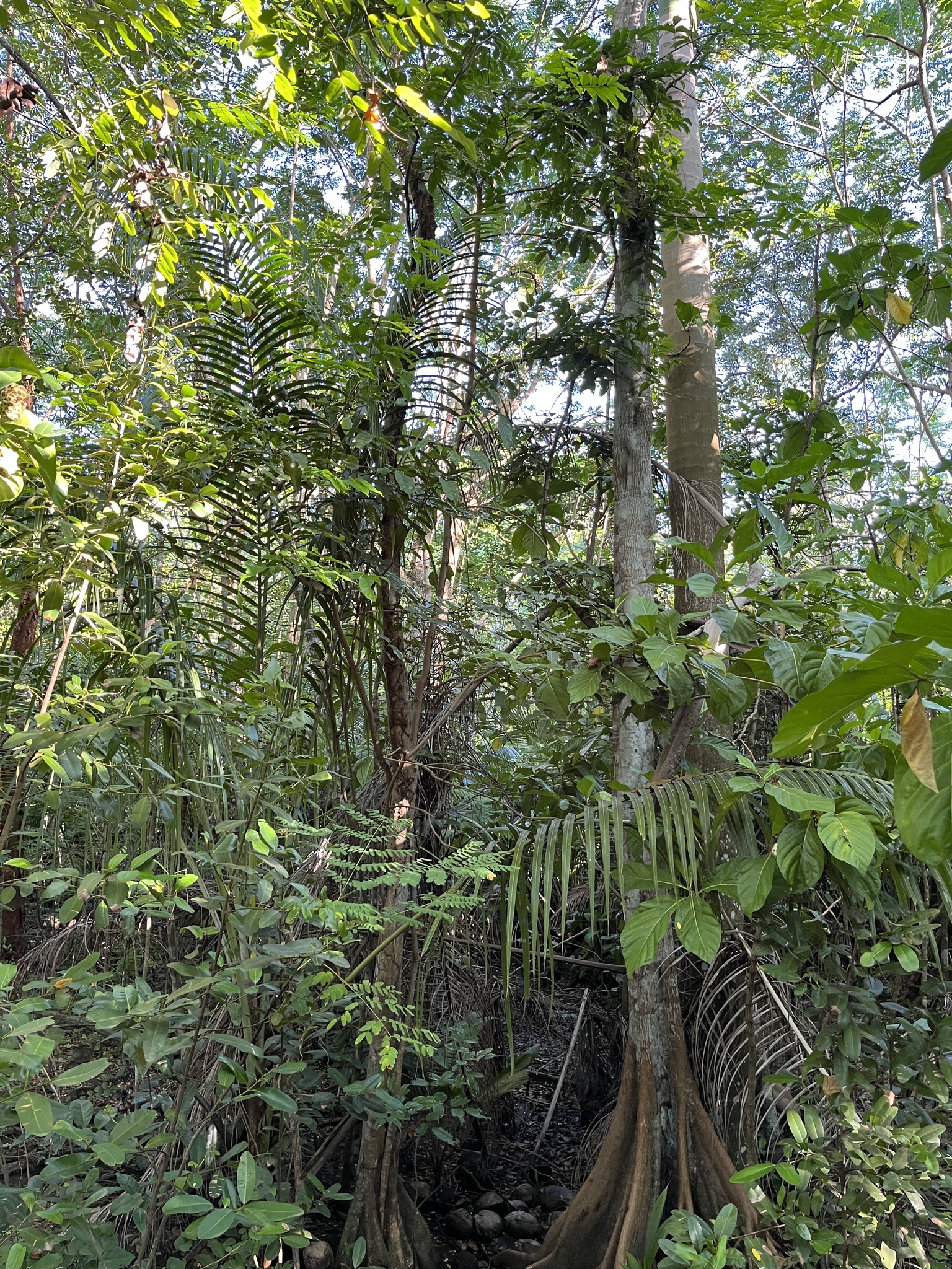 Imagem de Pterocarpus officinalis