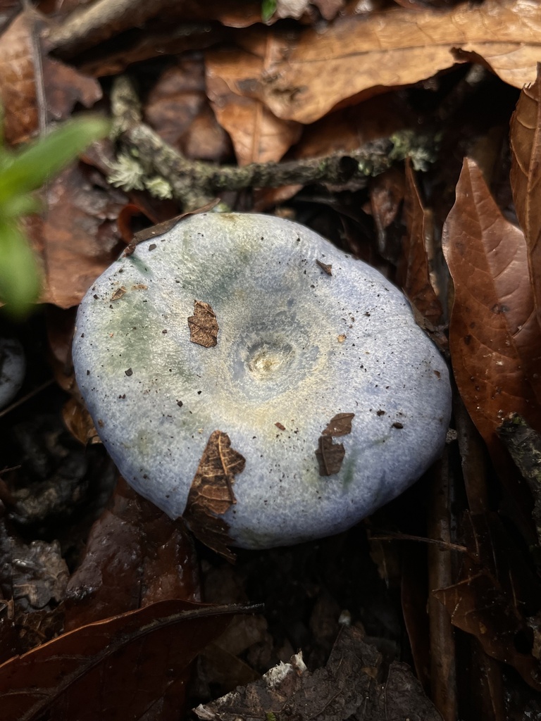 Lactarius indigo · November 2023 · photo: © nbareschu (iNaturalist, cc-by)