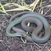Western Yellow-bellied Racer - Photo (c) ashley_w, some rights reserved (CC BY), uploaded by ashley_w