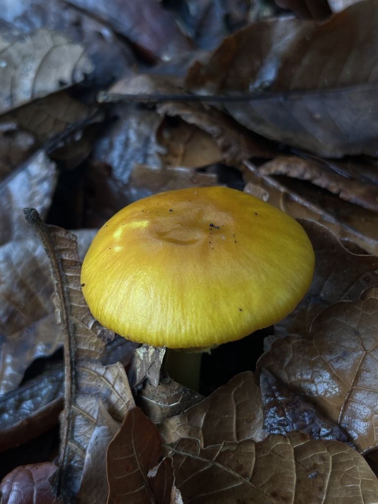Amanita flavoconia · November 2023 · photo: © nbareschu (iNaturalist, cc-by)