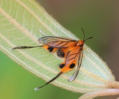 Himantopterus