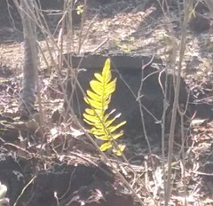 Phlebodium araneosum