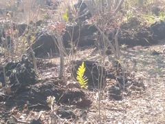 Phlebodium araneosum