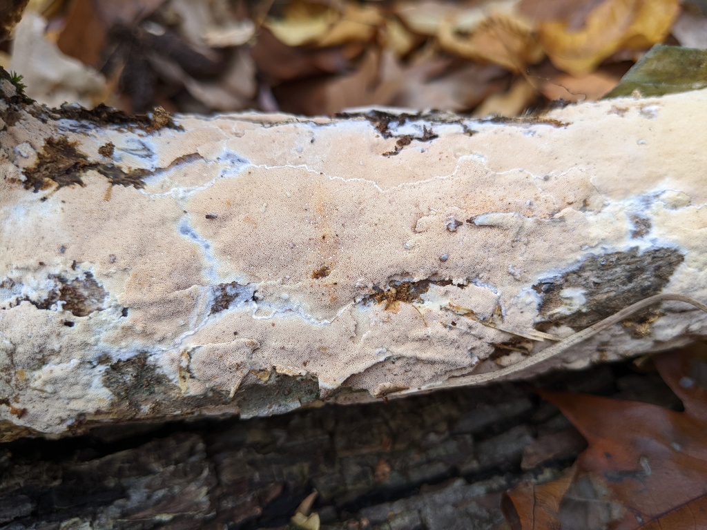 Steccherinum Nitidum From Pontiac Lake Recreation Area On November 6 