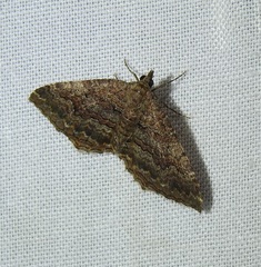 Chrysolarentia bichromata