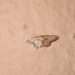 Idaea