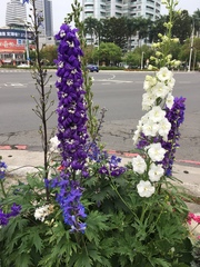 Delphinium hybridum