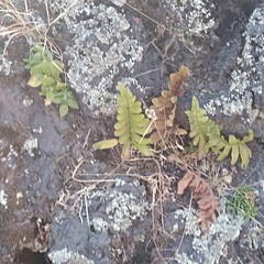 Phlebodium araneosum