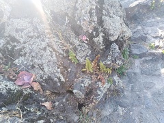 Phlebodium araneosum