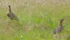Lagopus lagopus scotica
