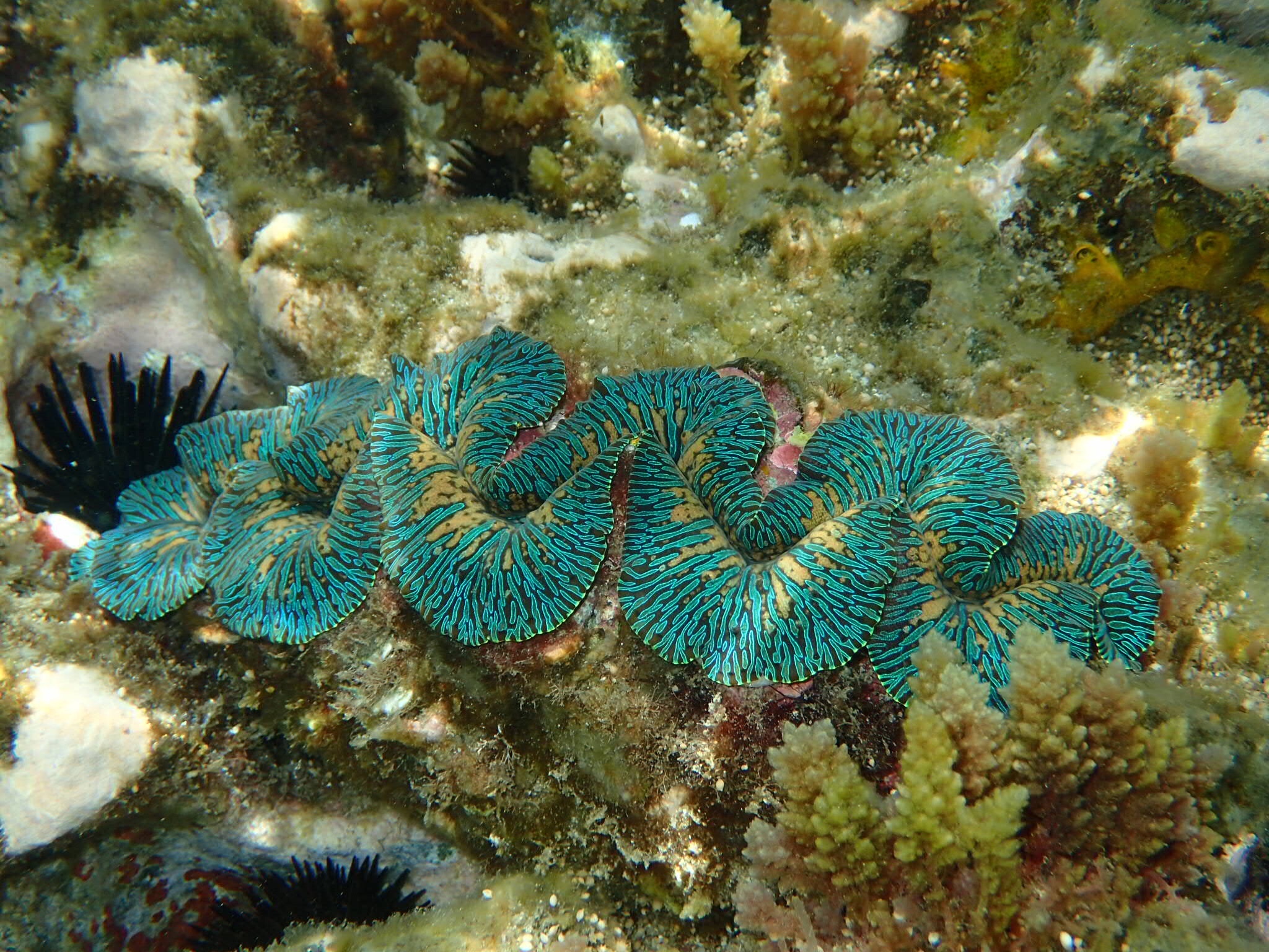 シャコガイ亜科 (亜科 Tridacninae) · iNaturalist