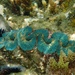 Giant Clams - Photo (c) hsiping, some rights reserved (CC BY-NC)