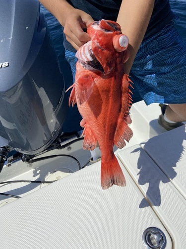 Blackgill rockfish (Sebastes melanostomus) — Sebastidae — 3