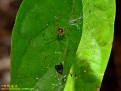 Theridion zonulatum