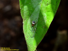 Theridion zonulatum