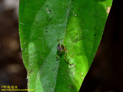 Theridion zonulatum