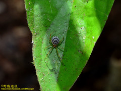 Theridion zonulatum