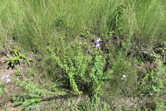 Jamesbrittenia grandiflora