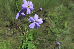 Jamesbrittenia grandiflora