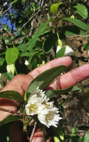 Crinodendron tucumanum