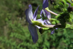 Jamesbrittenia grandiflora