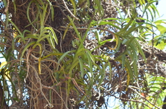 Vanda tessellata
