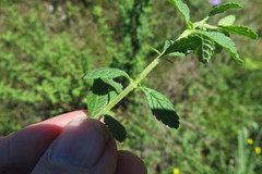 Jamesbrittenia grandiflora
