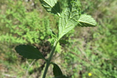Jamesbrittenia grandiflora