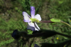 Jamesbrittenia grandiflora