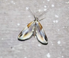 Cacyparis tenuipalpis