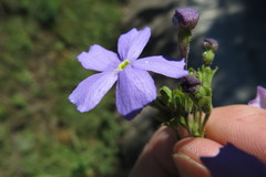 Jamesbrittenia grandiflora