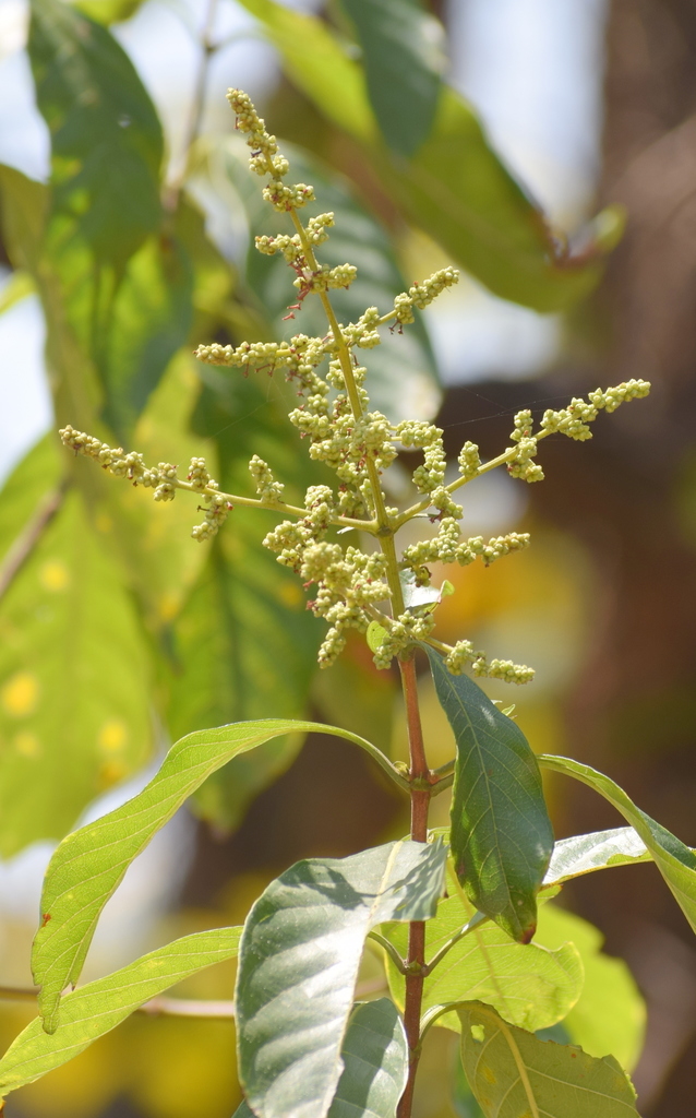 Wendlandia tinctoria
