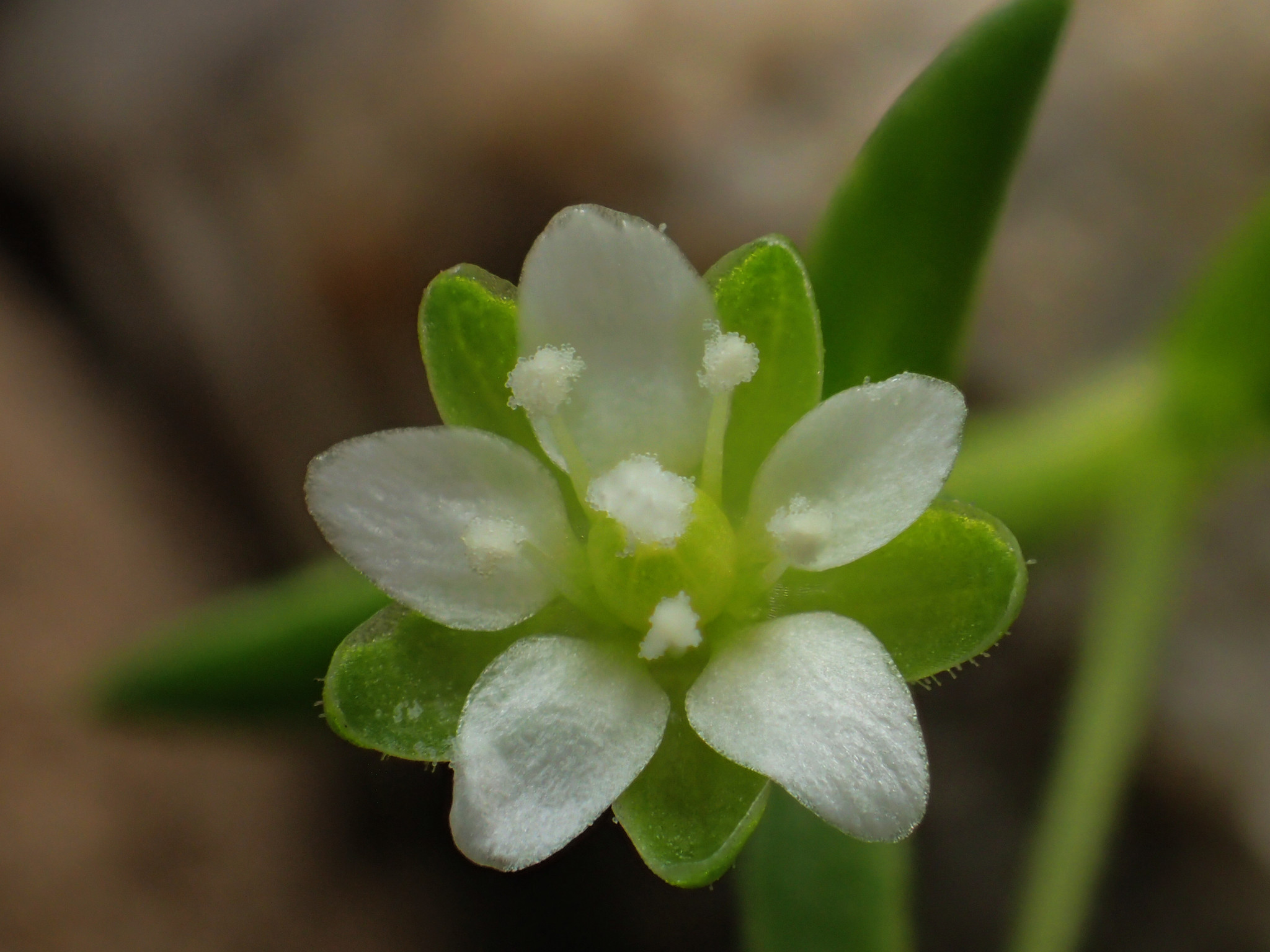 Sagina japonica