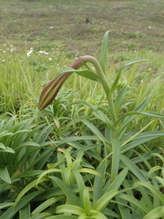 Lilium longiflorum scabrum