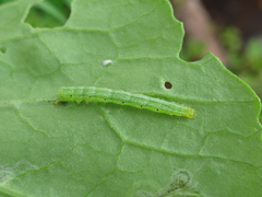 Ctenoplusia limbirena