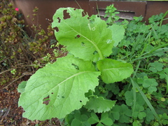 Ctenoplusia limbirena