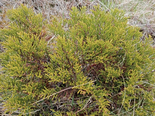 Image of Veronica propinqua by (c) John Barkla, some rights reserved (CC BY)