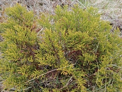 Veronica propinqua, photograph John Barkla, CC BY, iNaturalist via GBIF