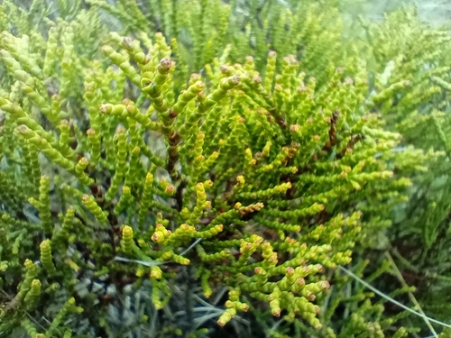 Image of Veronica propinqua by (c) John Barkla, some rights reserved (CC BY)