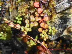Veronica decora