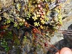 Veronica decora