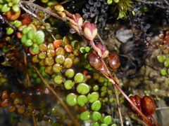 Veronica decora
