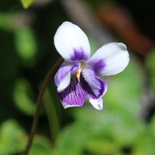 Image of Viola eminens by (c) Hugo Innes, some rights reserved (CC BY)