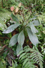Blumea lanceolaria