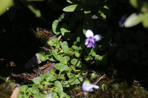 Image of Viola eminens by (c) Hugo Innes, some rights reserved (CC BY)