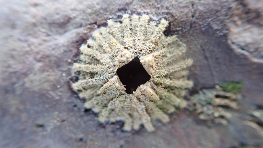 Tetraclitella karandei