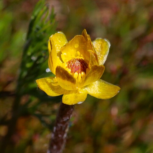 Image of Ranunculus gunnianus by (c) Hugo Innes, some rights reserved (CC BY)